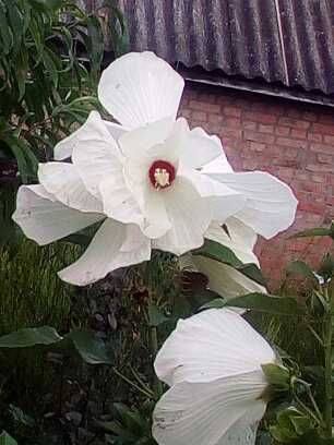 продаю травянистые  гибискусы