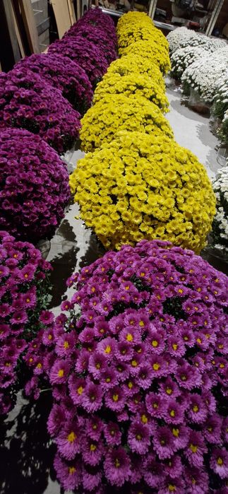 Chryzantemy drobnokwiatowe donica