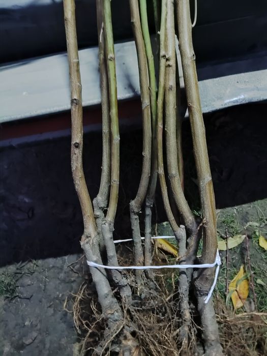 Продам саджанці Персика