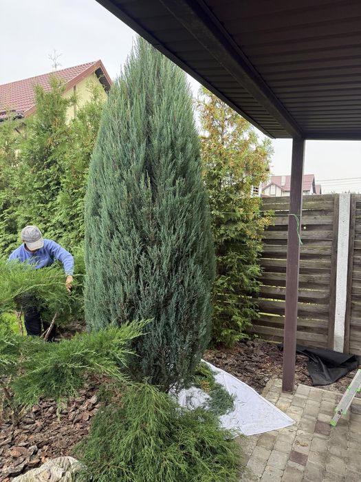 Спилювання дерев, корчування пеньків та інші роботи в саду