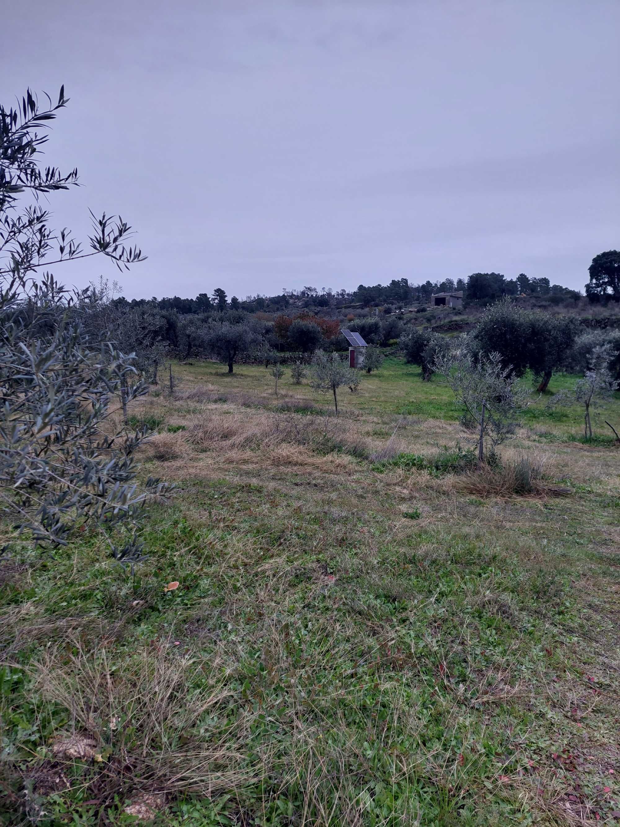 Prédio rústico, com 20 hectares, em Valpaços