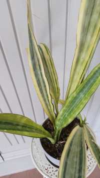 Sansevieria yellov wariegata sansewiera variegata