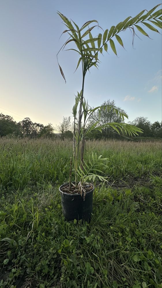 Palmeira Chamaedorea pochutlensis