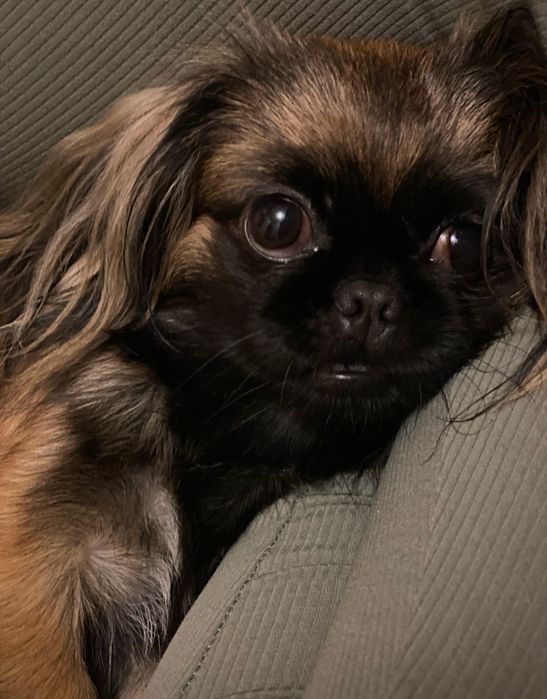 Отдам , девочку пекинеса в хорошие , добрые руки