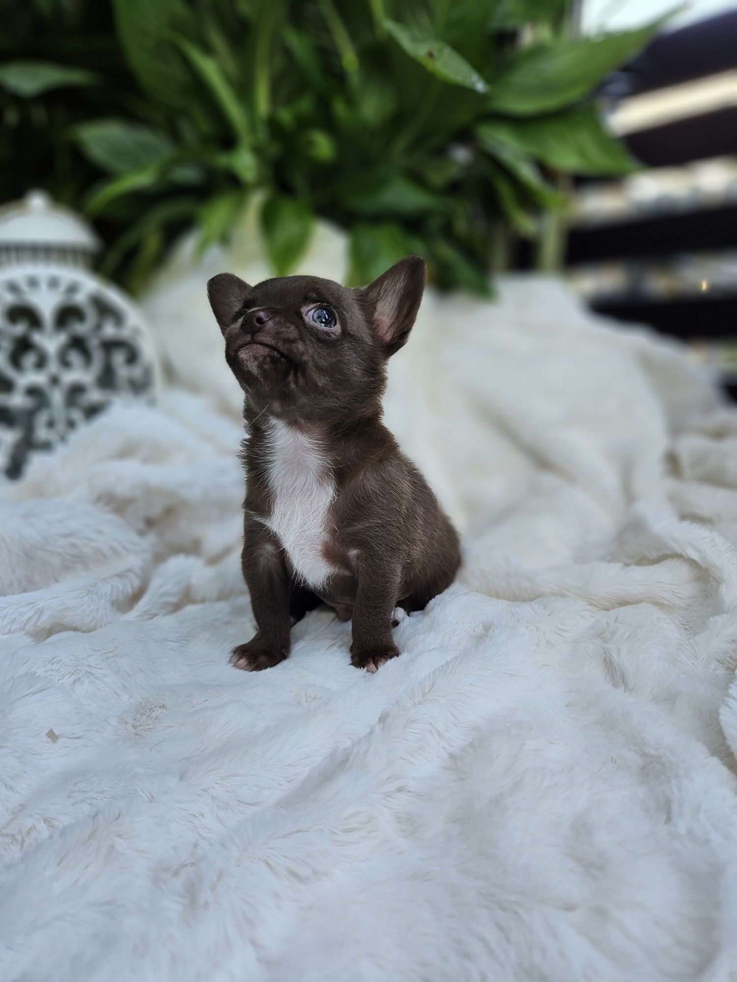 Chihuahua chłopiec