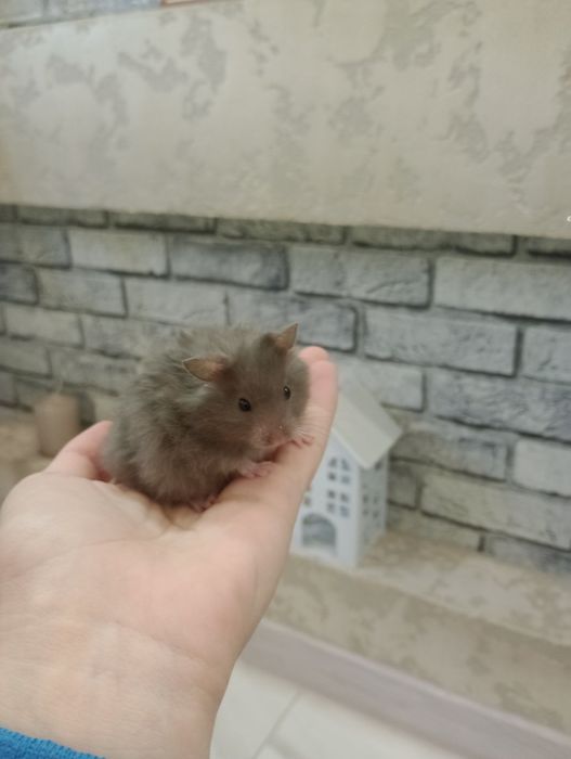 Декоративні домашні хом'ячки