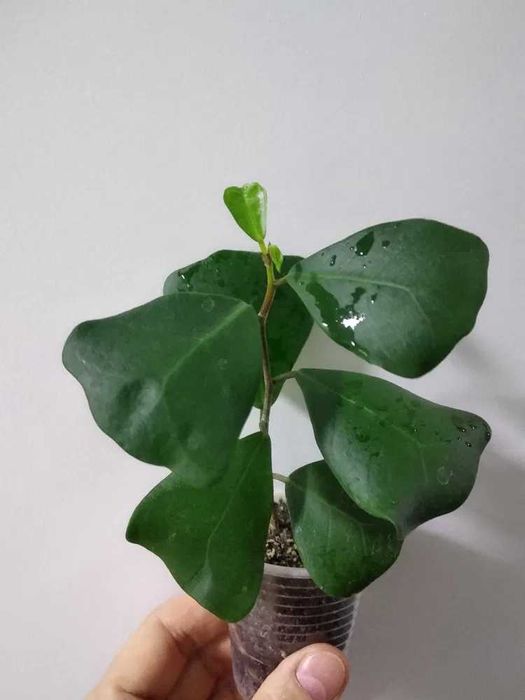 Фікус триангулярис (трикутний)