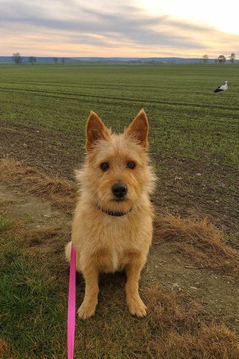 Do adopcji poleca się uroczy, nieduży piesek!