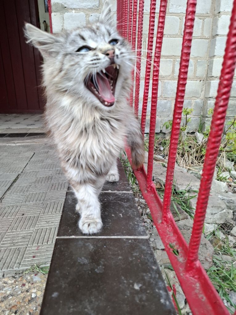 Кіт ніжний муркотун , котик шукає родину
