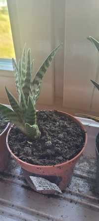 Aloes tygrysi pstry