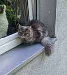Zaginela kotka maine coon