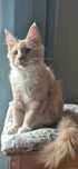 Maine coon  FPL kocurek Barwinek