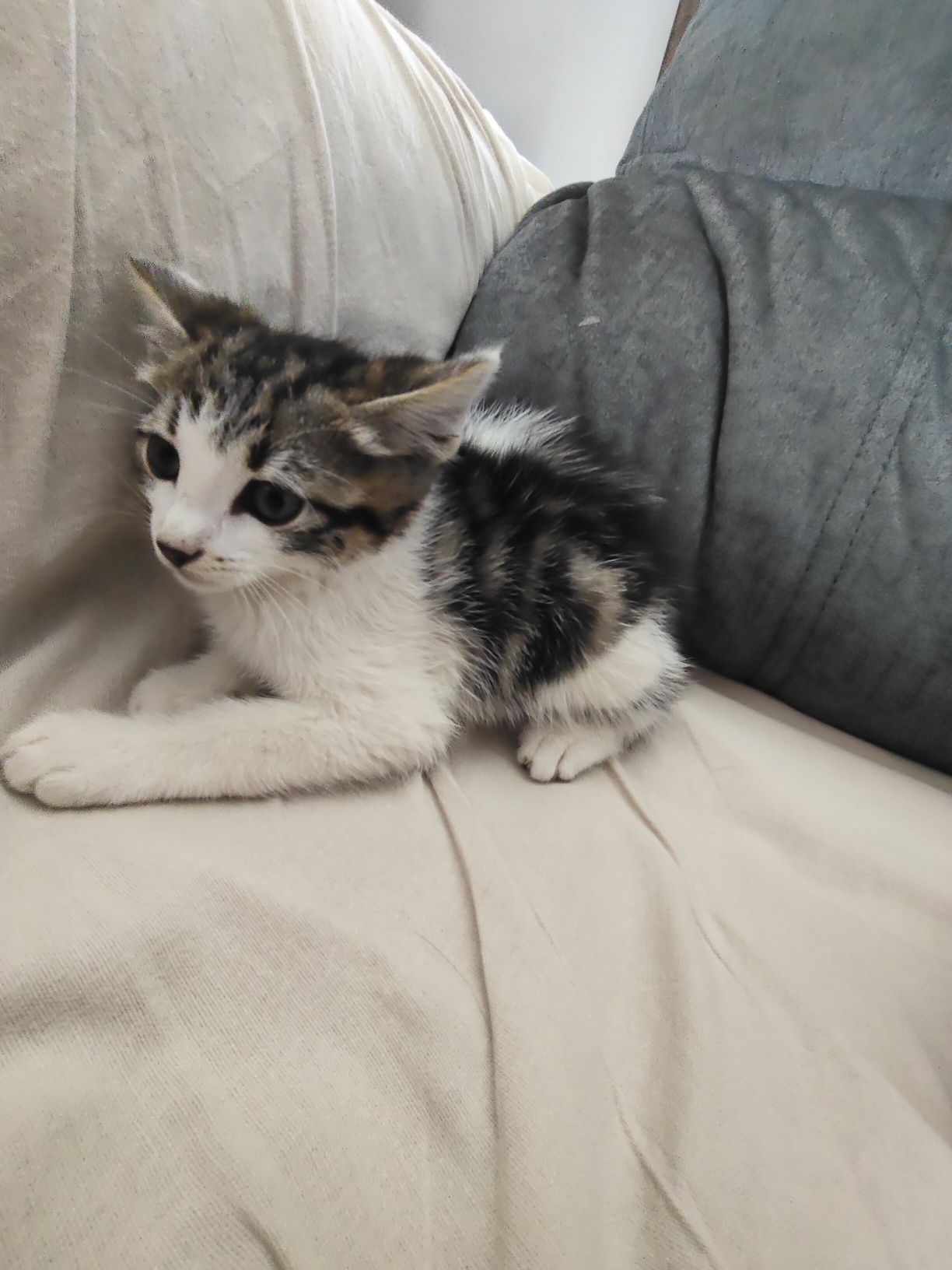 Gatinho./macho./