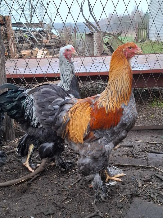 Brahma, młode koguty