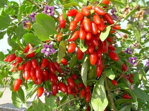 JAGODA GOJI 100cm -3 letnia "Odmiana NEW BIG" i "LYCIUM CHINENSE"