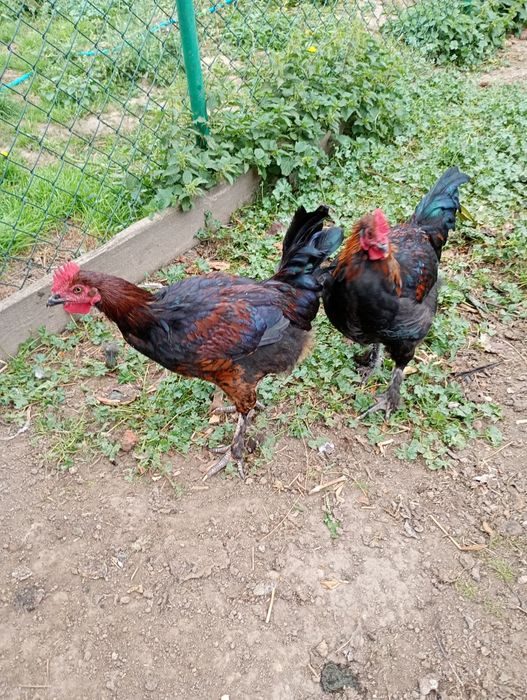 Kogut ,Koguty młode - Marans- Sussex
