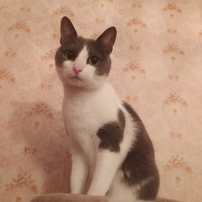 Вікуся шукає родину