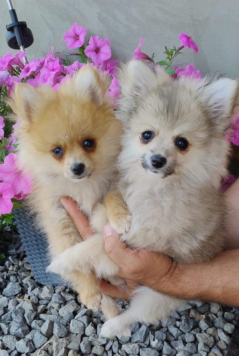 Szpic miniaturowy pomeranian suczka