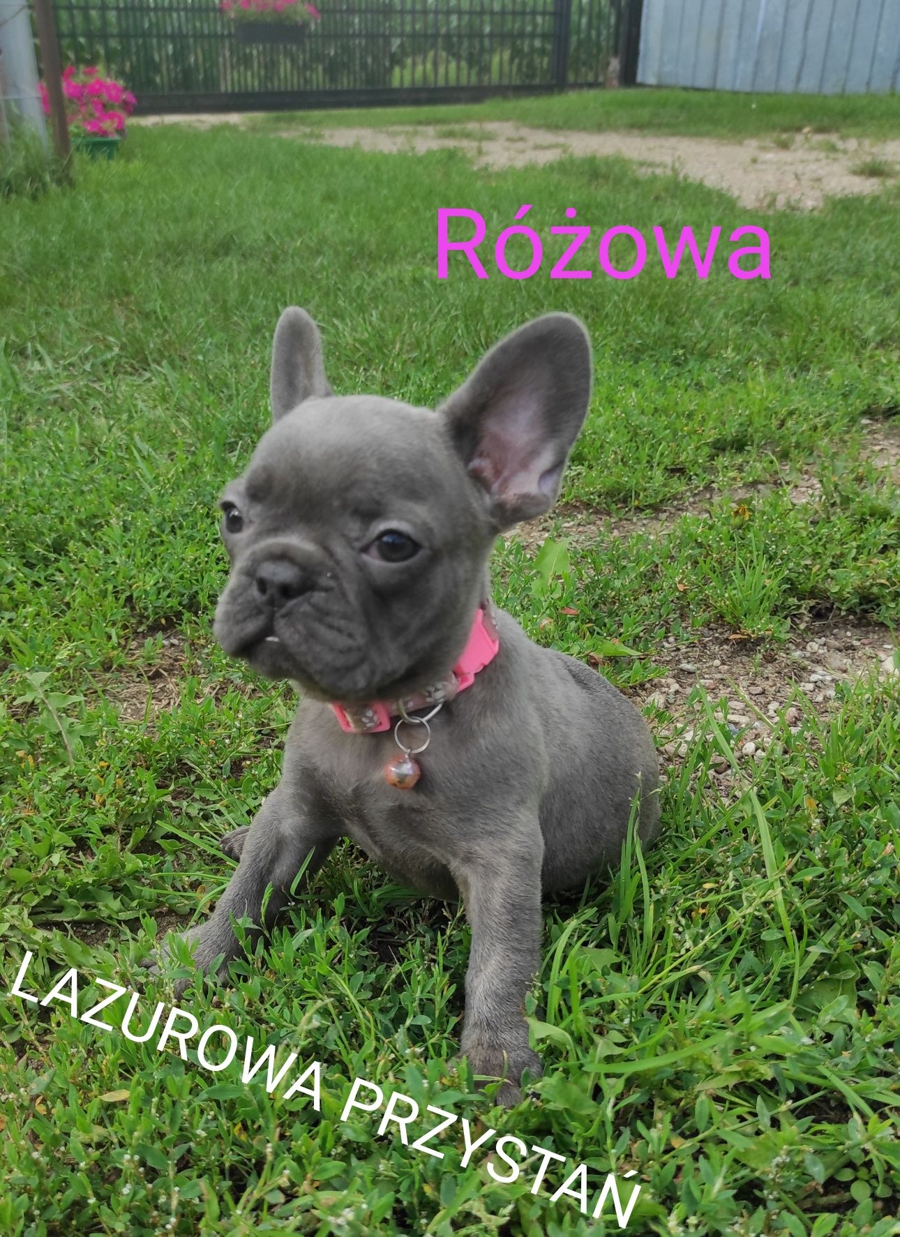 Buldog francuski blue, błękitny, niebieski, lilac