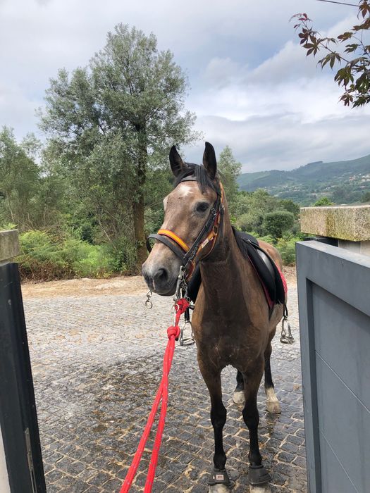 Cavalo 4 anos bom para crianças