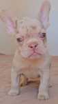 Bulldog Francês New shade merle and tan