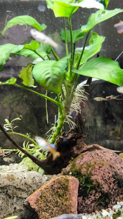 rośliny ANUBIAS akwarium