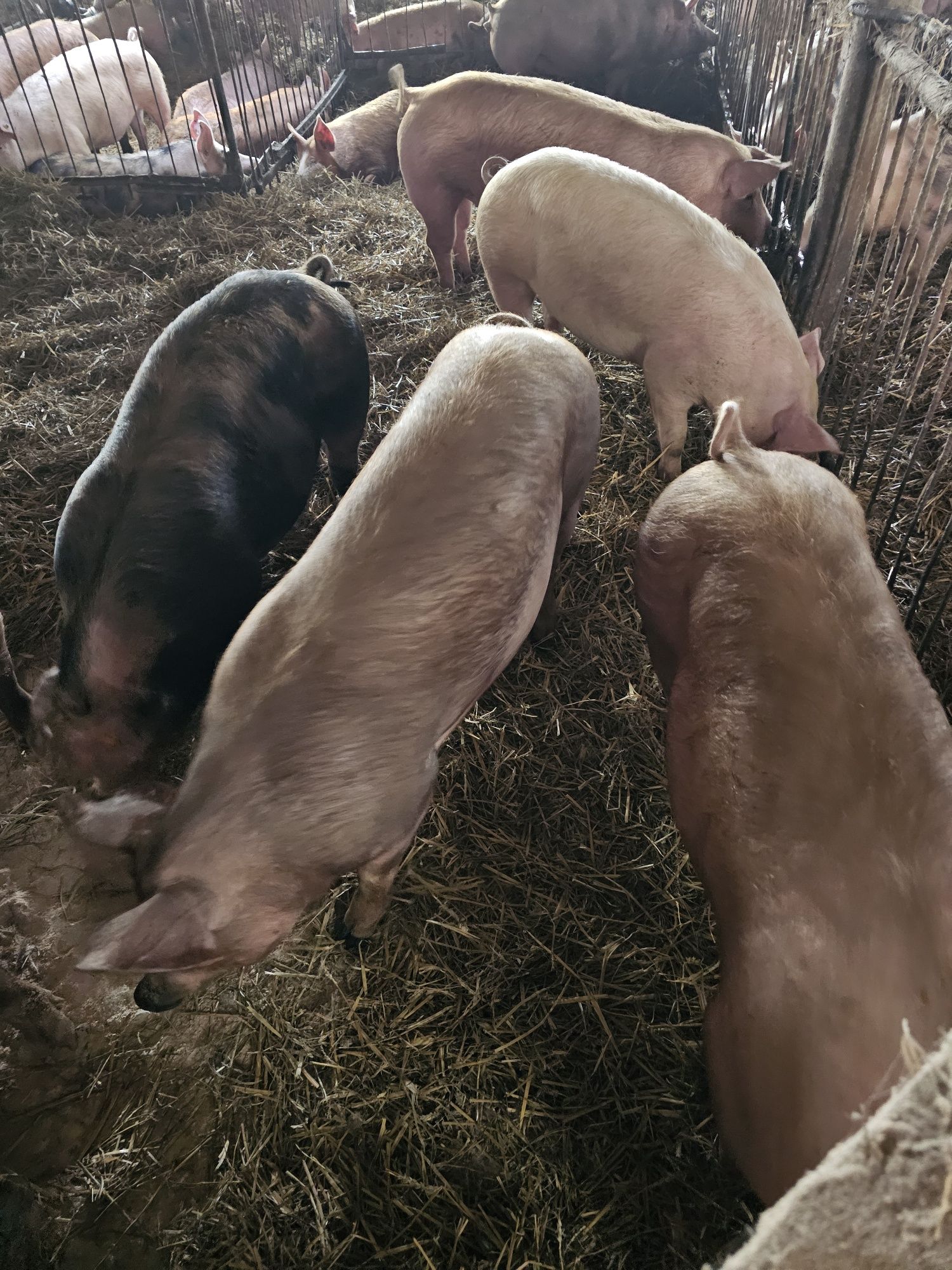 Prosie po wypatroszeniu gotowe do pieczenia z własnego chowu od ROLNIK