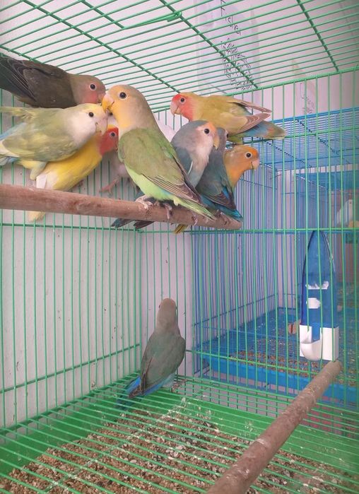 Agarponis Roseicollis ( Loja Profissional )