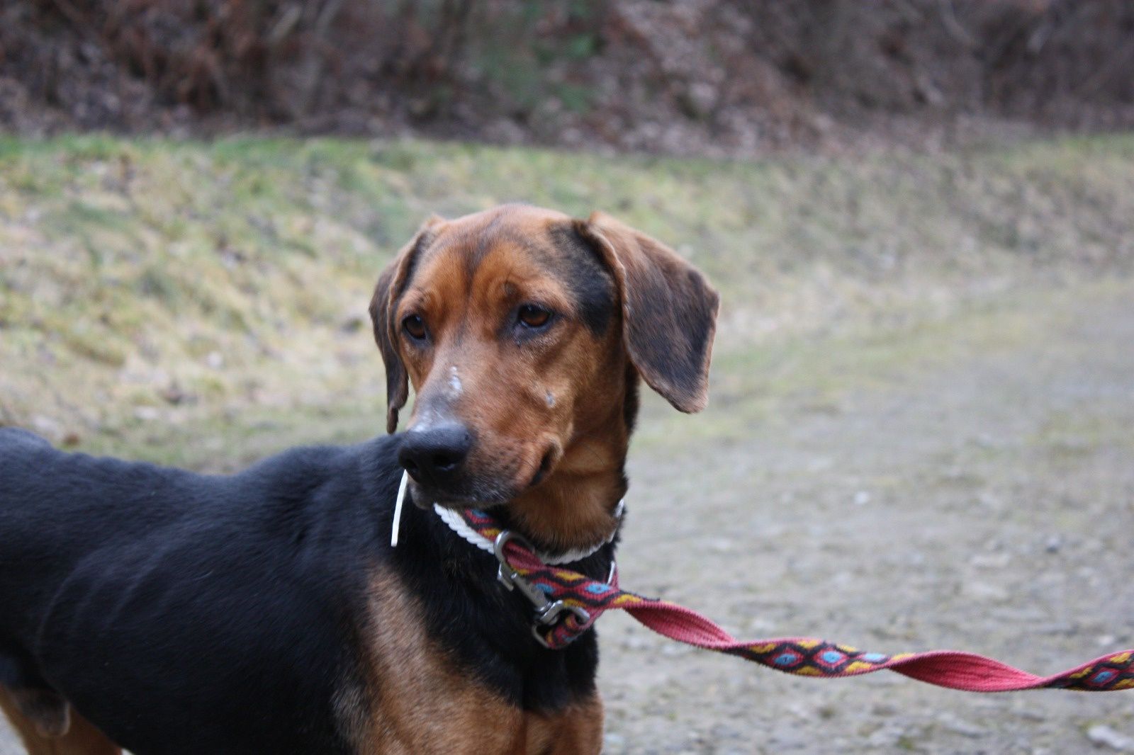Pies Hunter do adopcji. Oddam psa
