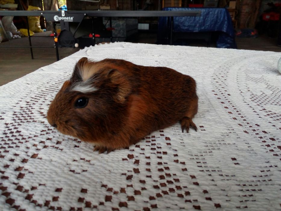 Świnka morska Kawia domowa