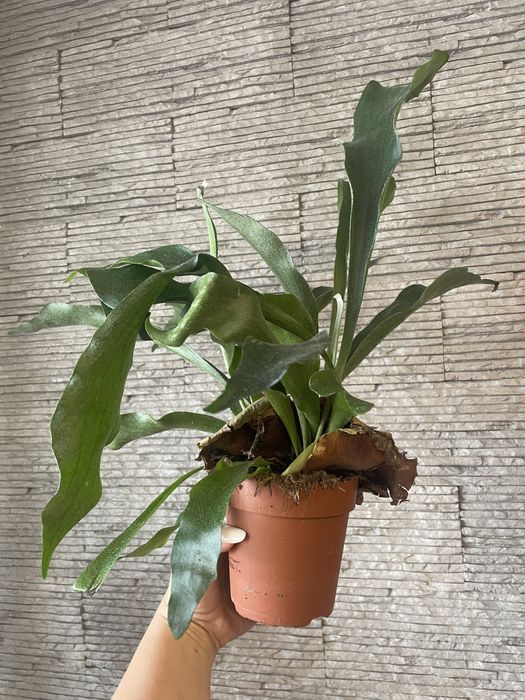 Платіцеріум Bifurcatum