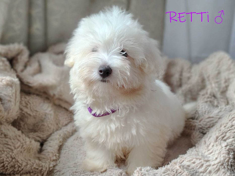 SAMIEC RETTI Coton De Tulear biały mały szczenię ZHPR UCI Kraków