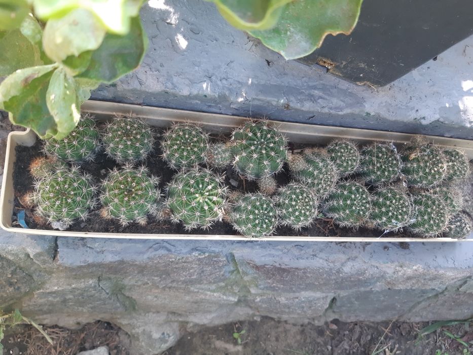 Кактусы эхинопсис розовый и белыйй