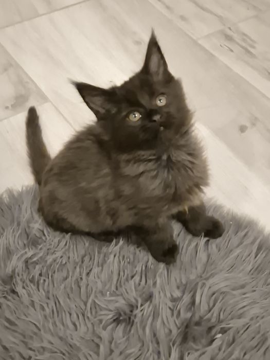 Kocurek czarny Maine coon