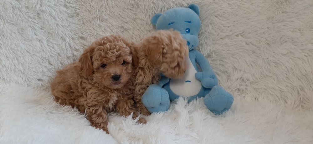 Bichpoo Maltipoo Poochon Pudelek
