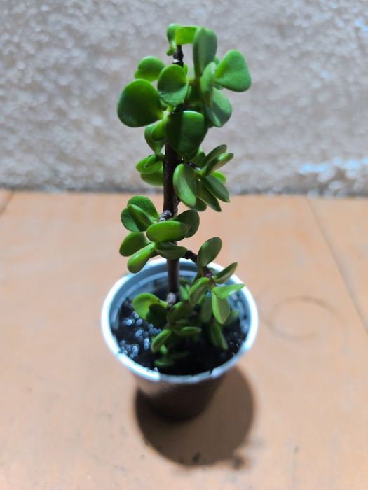 Suculentas em vaso 2