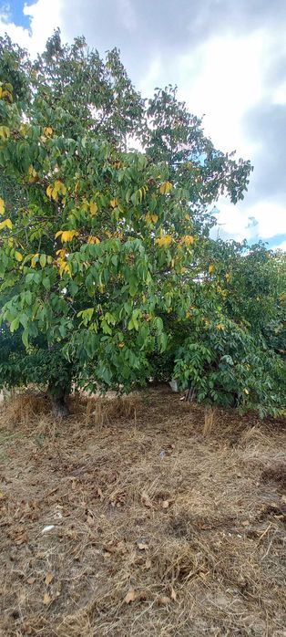 Moradia com Projecto Aprovado