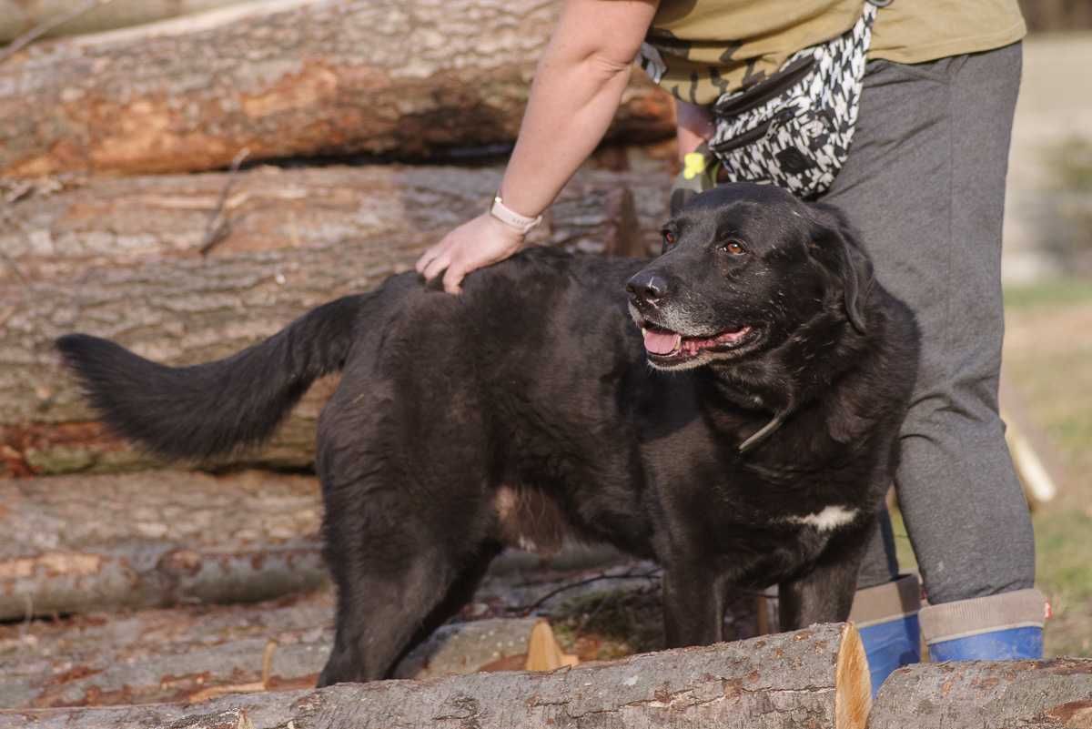 labrador mix Waligóra szuka domu schronisko Zgierz-aktualne