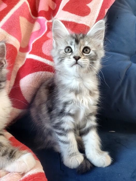 Kotka ESTERKA srebrna szylkretka Maine Coon