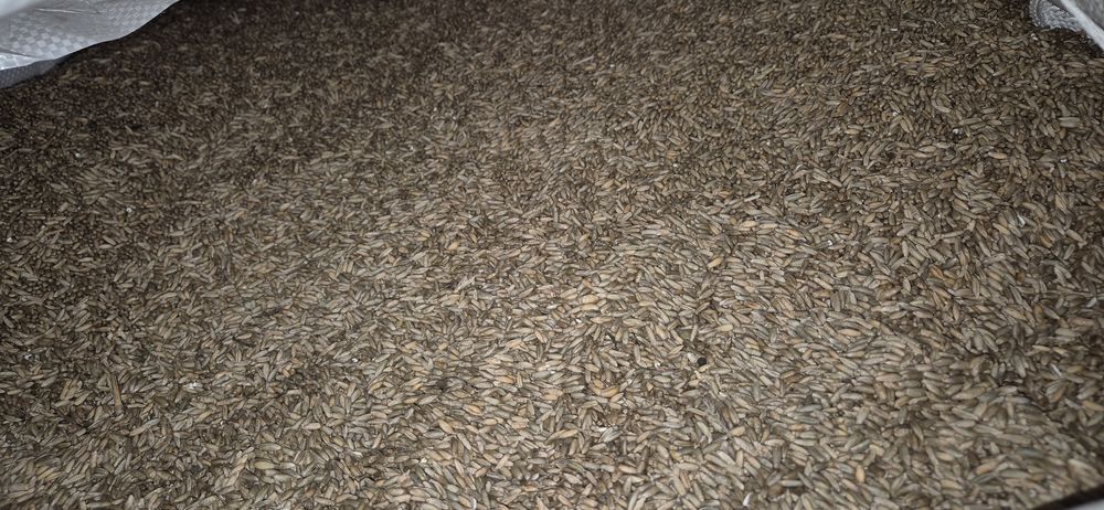 Sprzedam Żyto tegoroczne