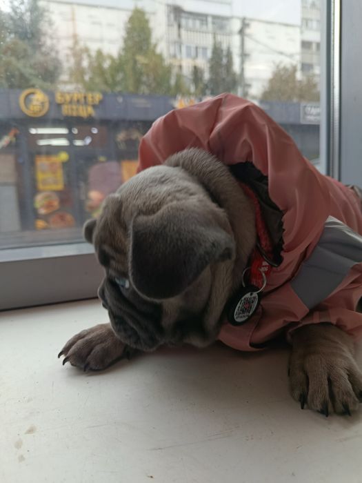 Французский бульдог,игривая девочка