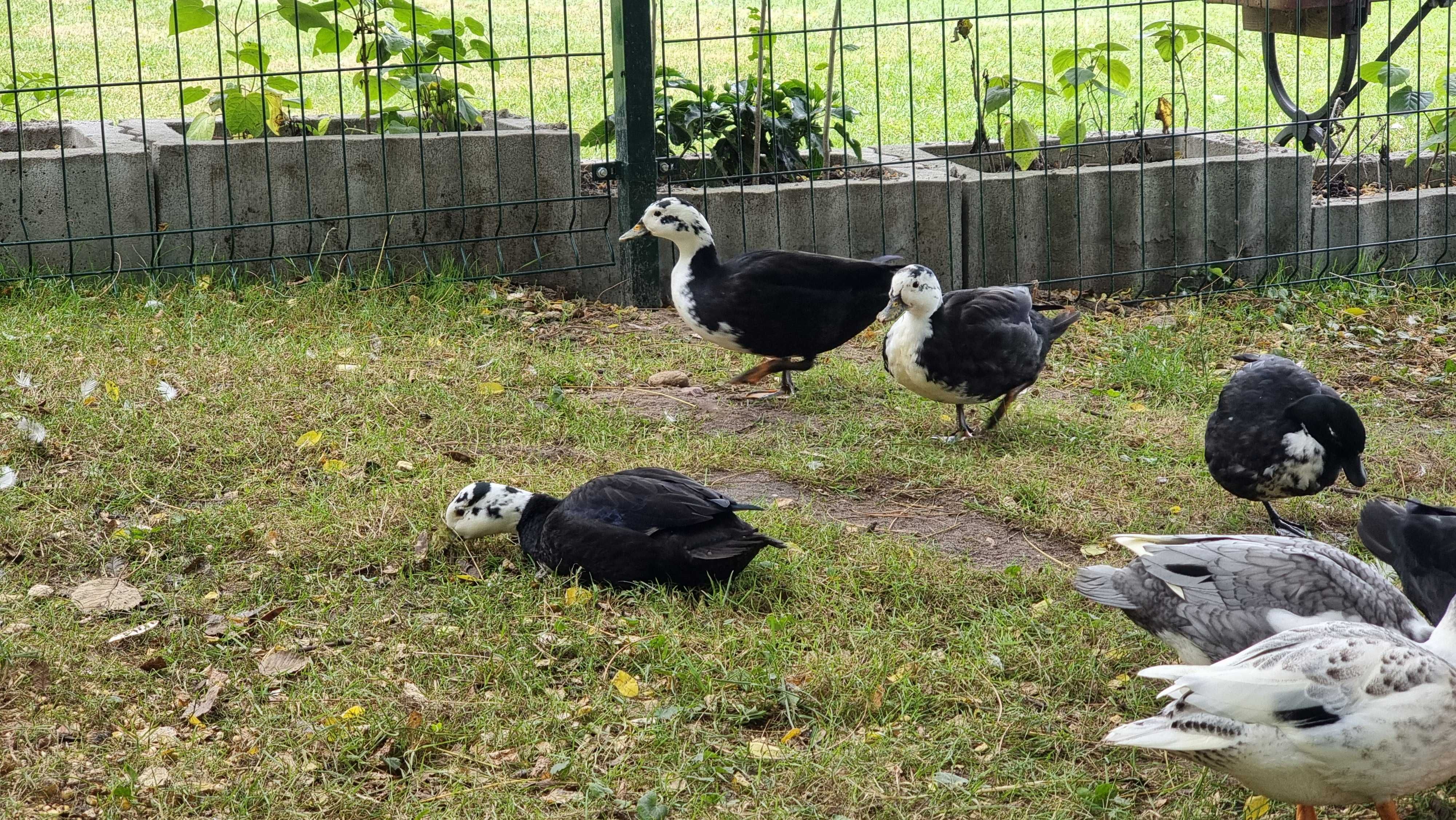 Kaczka kayuga/ call duck