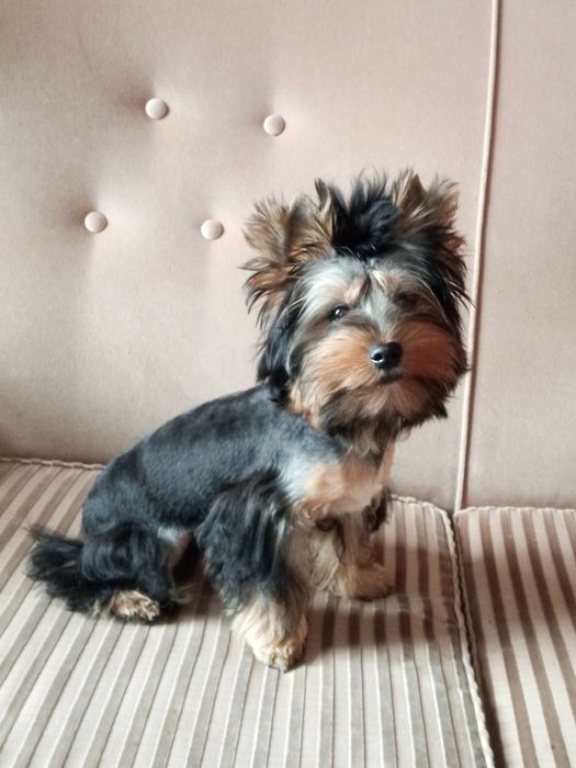 Yorkshire terrier chłopczyk Billy