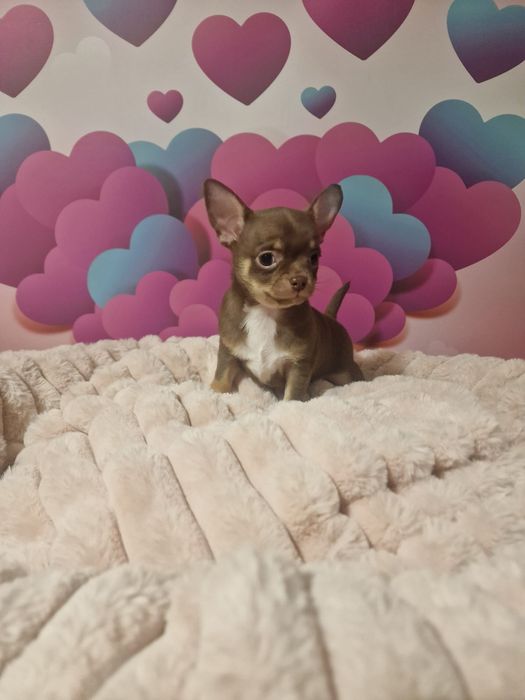 Czekoladowy chłopczyk chihuahua