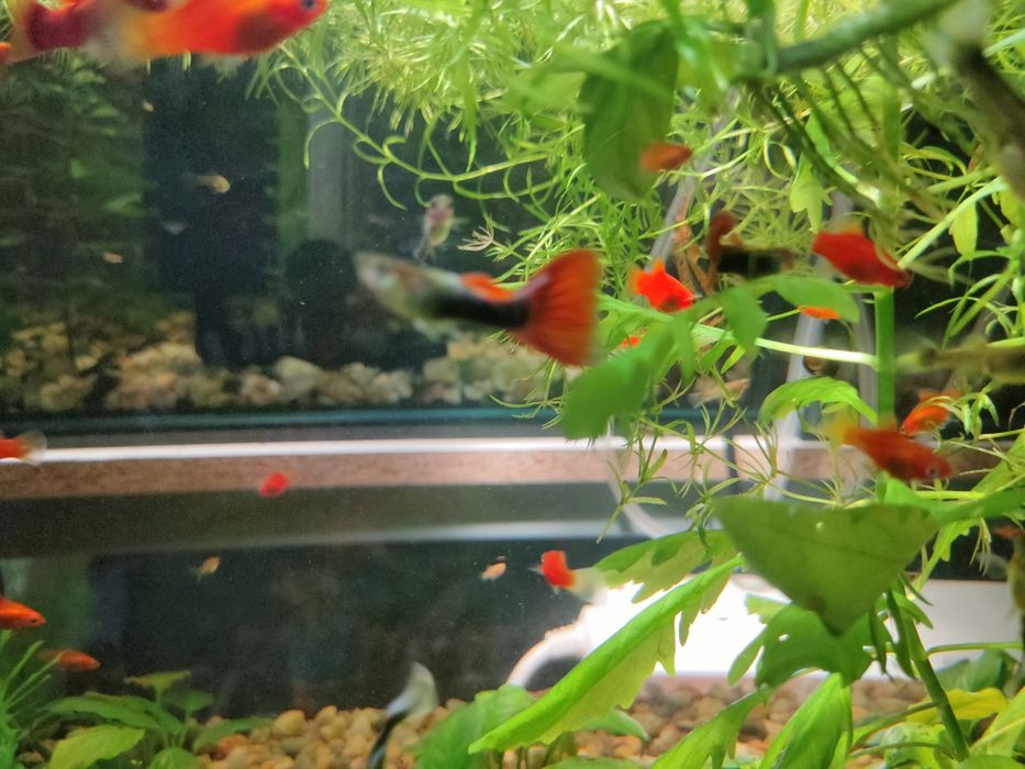 Guppys e Endlers