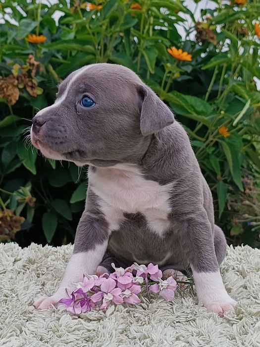 Нова Луна дівчинка просто ніжна перлинка ,розплідник КСУ