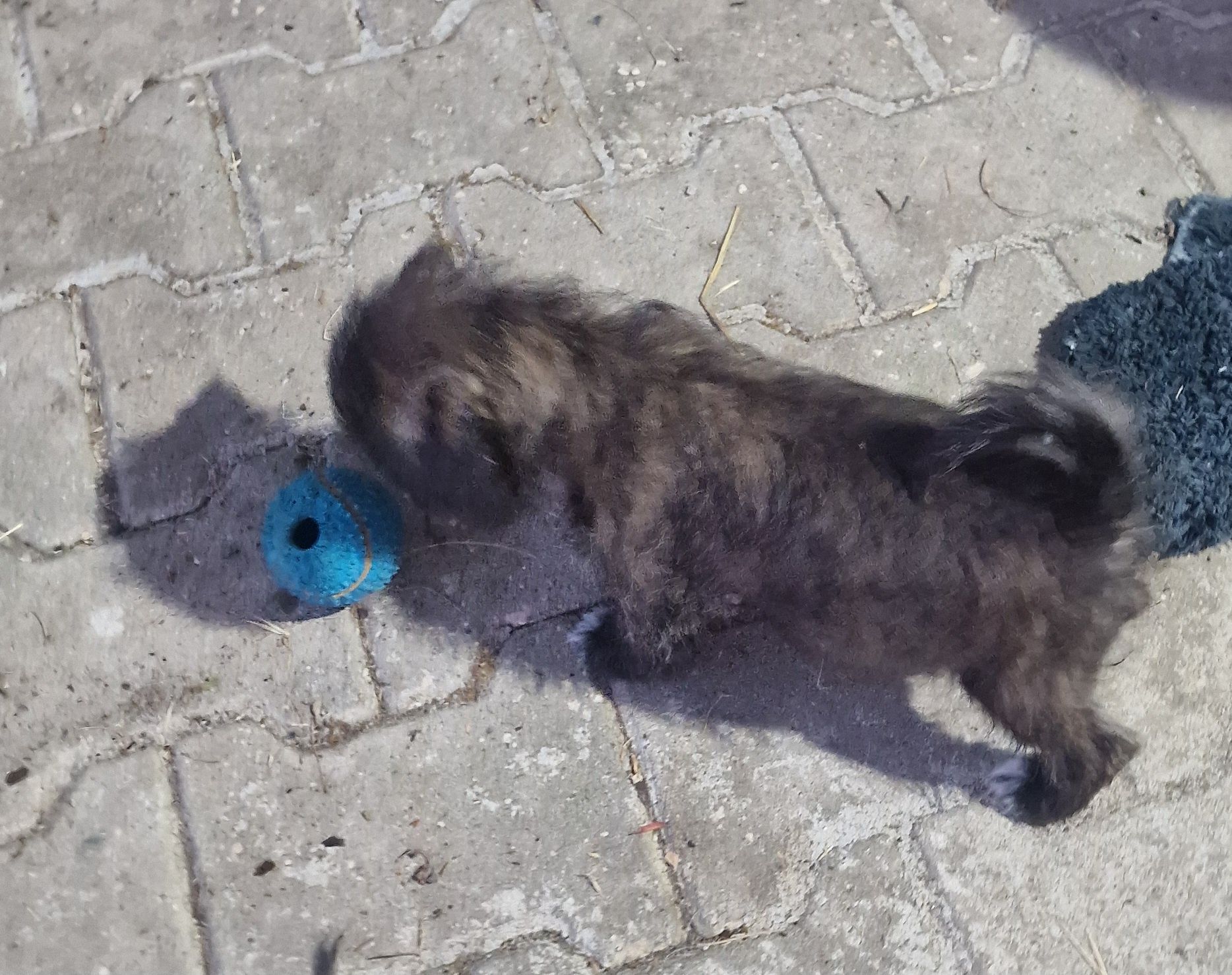 Peluche miniatura