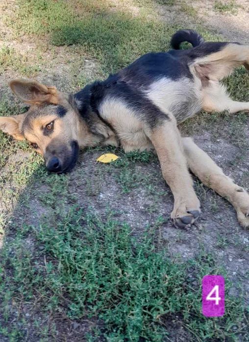 Szczeniak-sunia 6 miesięcy pilnie szuka dobrego domu