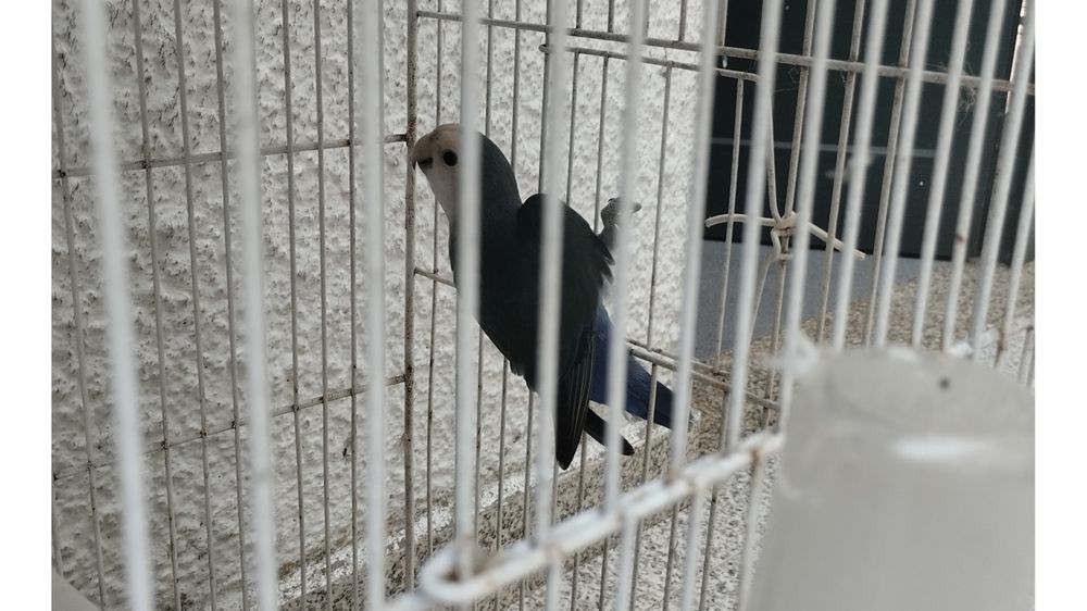 Troco ou vendo Agaponi de 2024