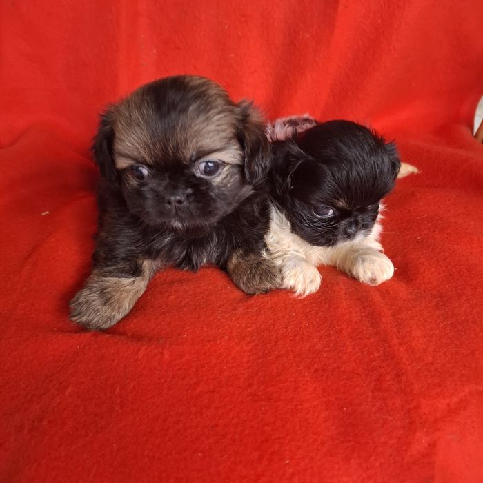 Pekińczyk rodowód + wyprawka